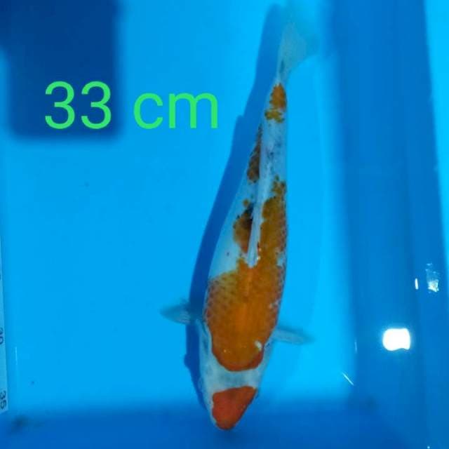 Showa brodol 33 cm