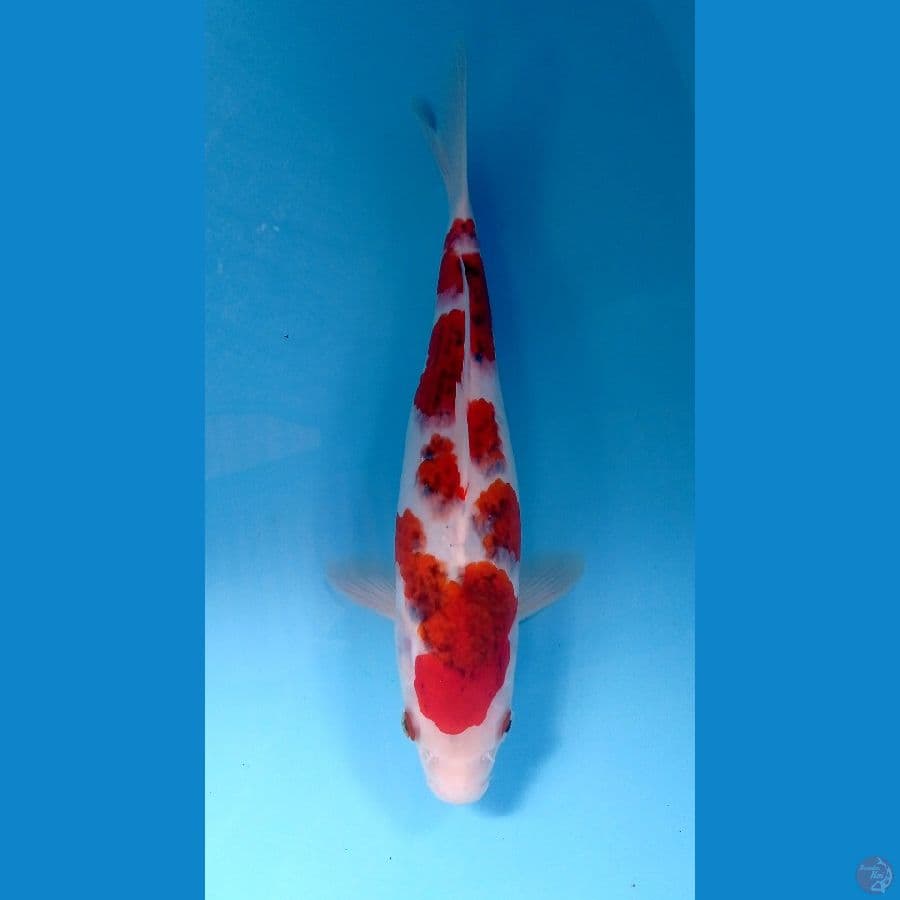 ai goromo 33cm
