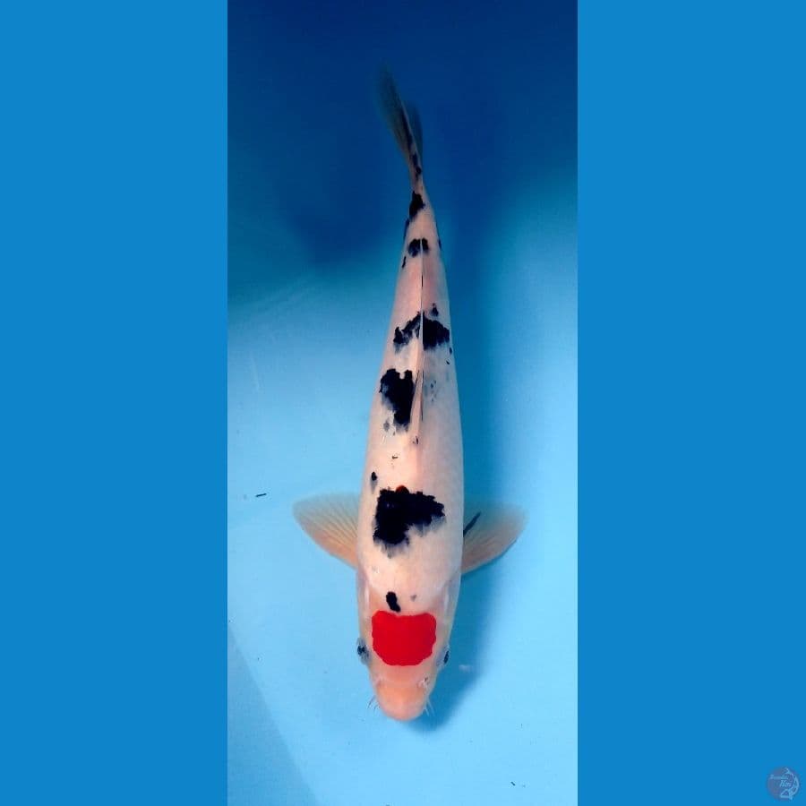 tancho sanke 31cm