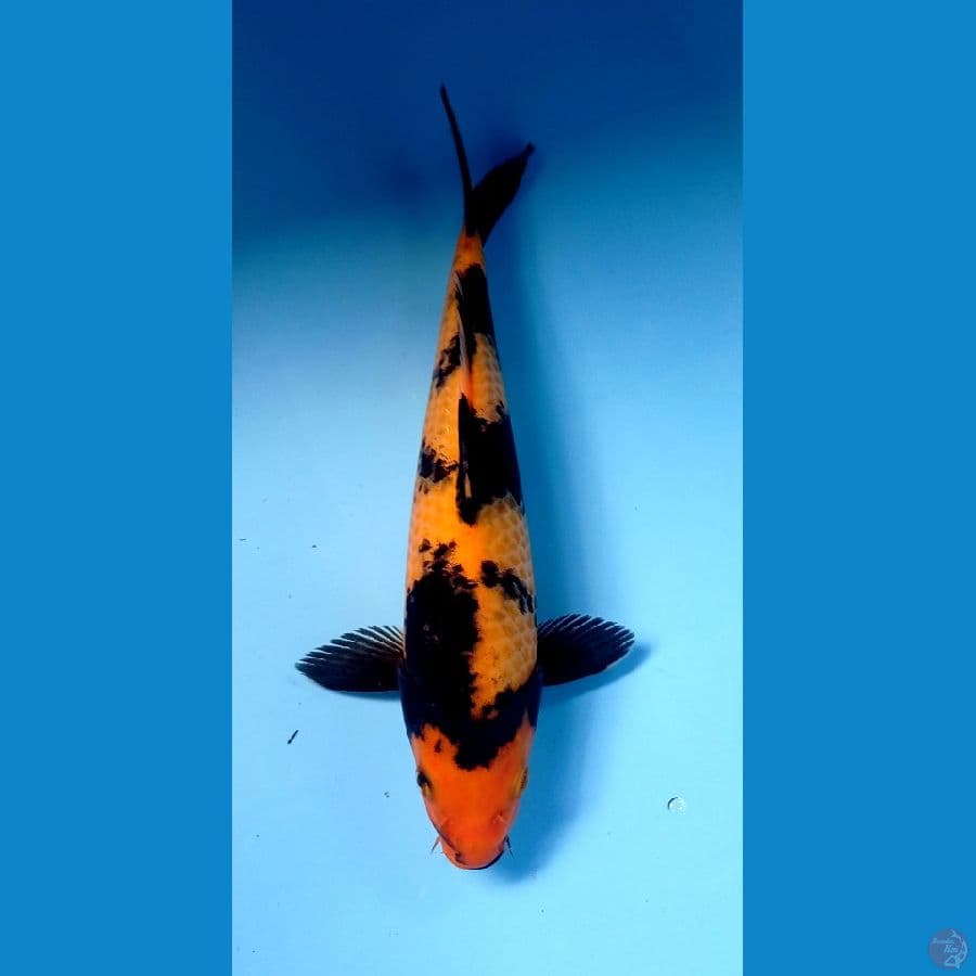 hi utsuri 29 cm