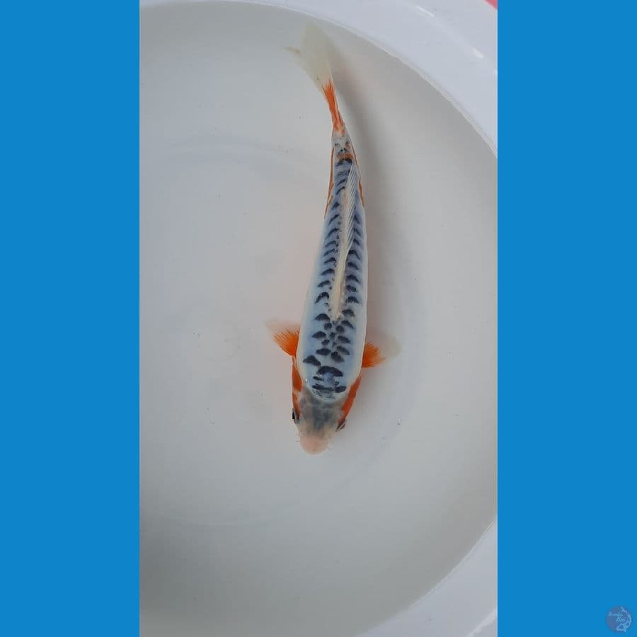 shusui 23cm