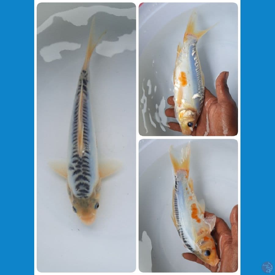 shusui 23cm