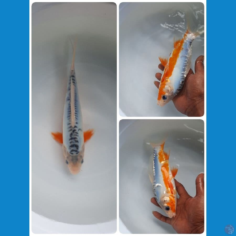 shusui 25cm