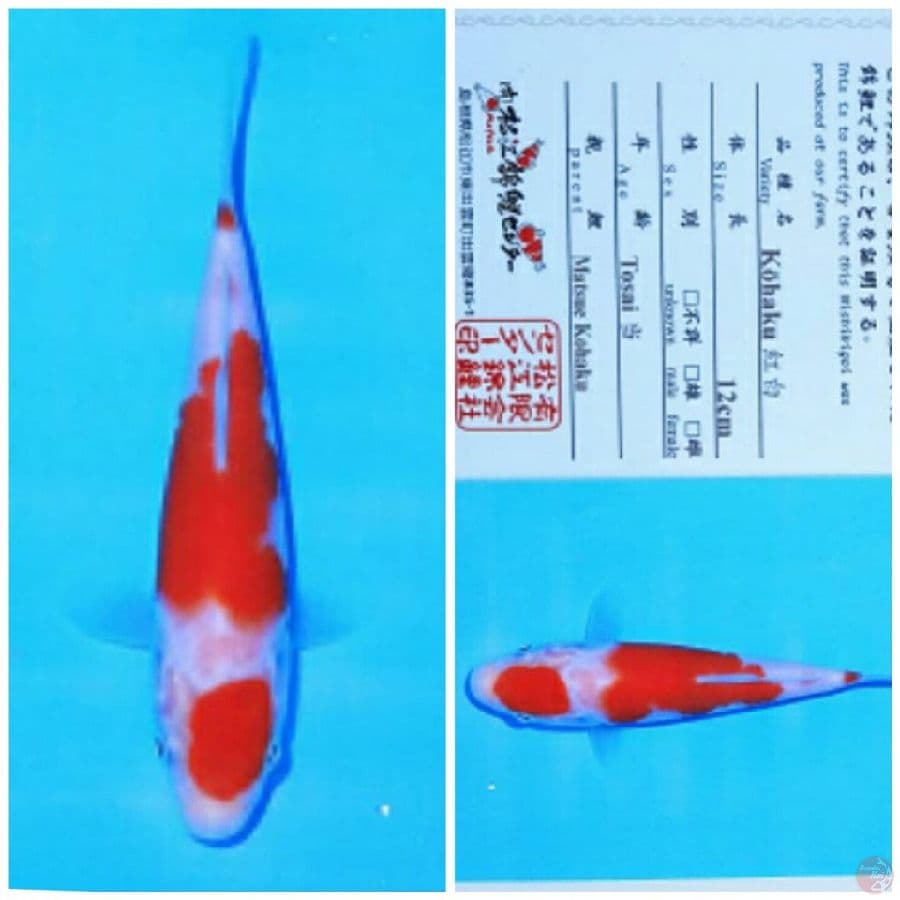 Matsue kohaku