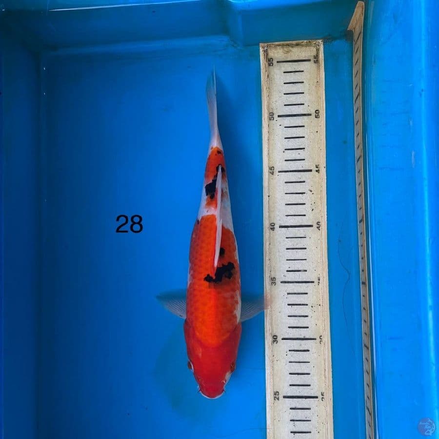 sanke 28cm