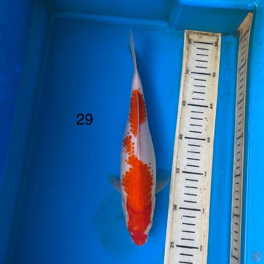 kohaku 29cm