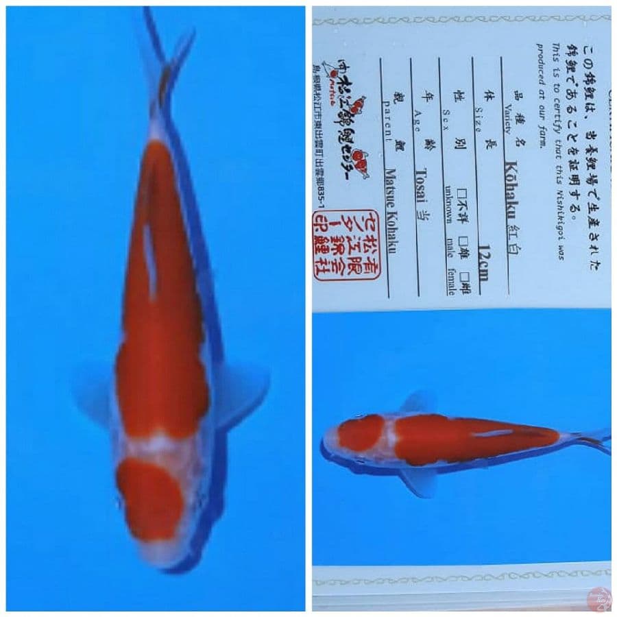 matsue kohaku