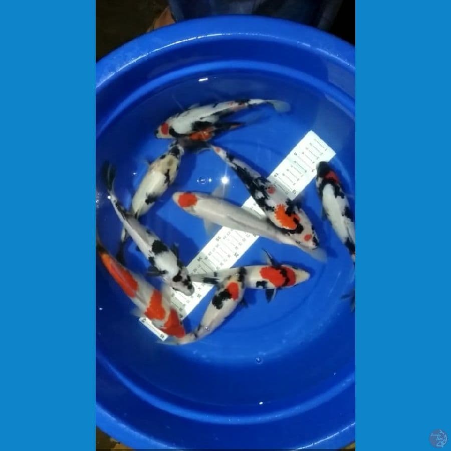 9 ekor 25-30cm