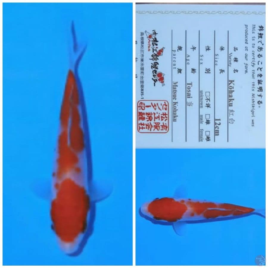 matsue kohaku