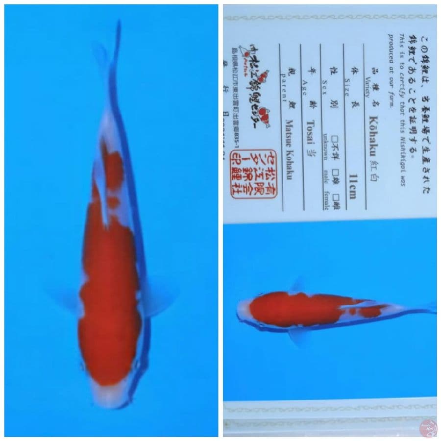 matsue kohaku