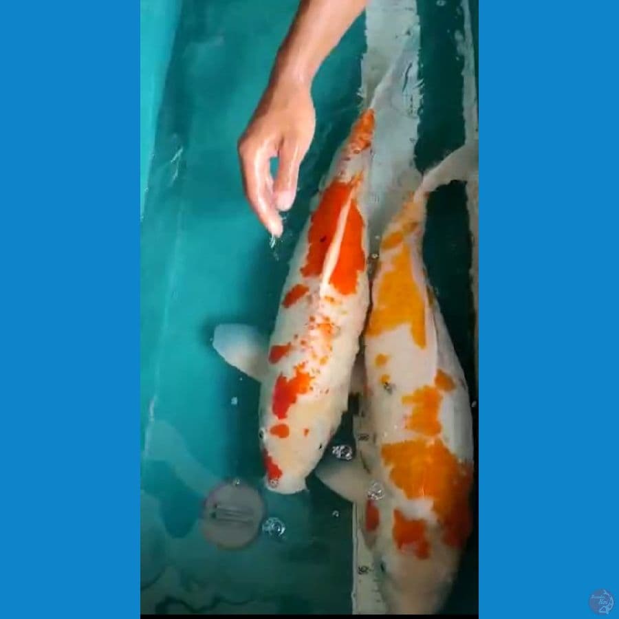 kohaku 66cm 2ekor