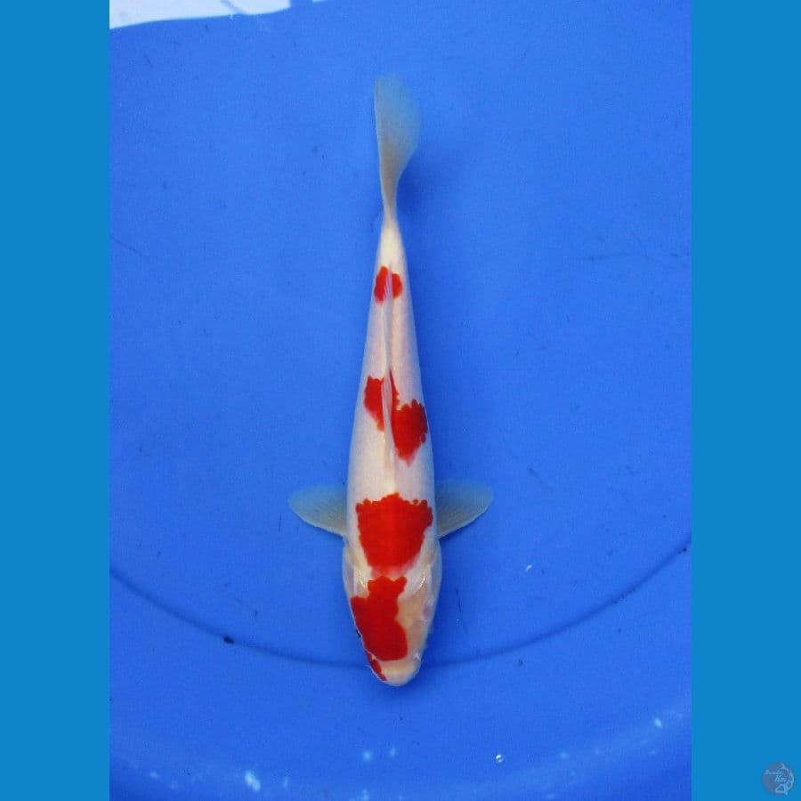 KOHAKU