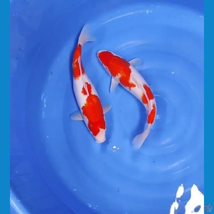 40 CM - KOHAKU