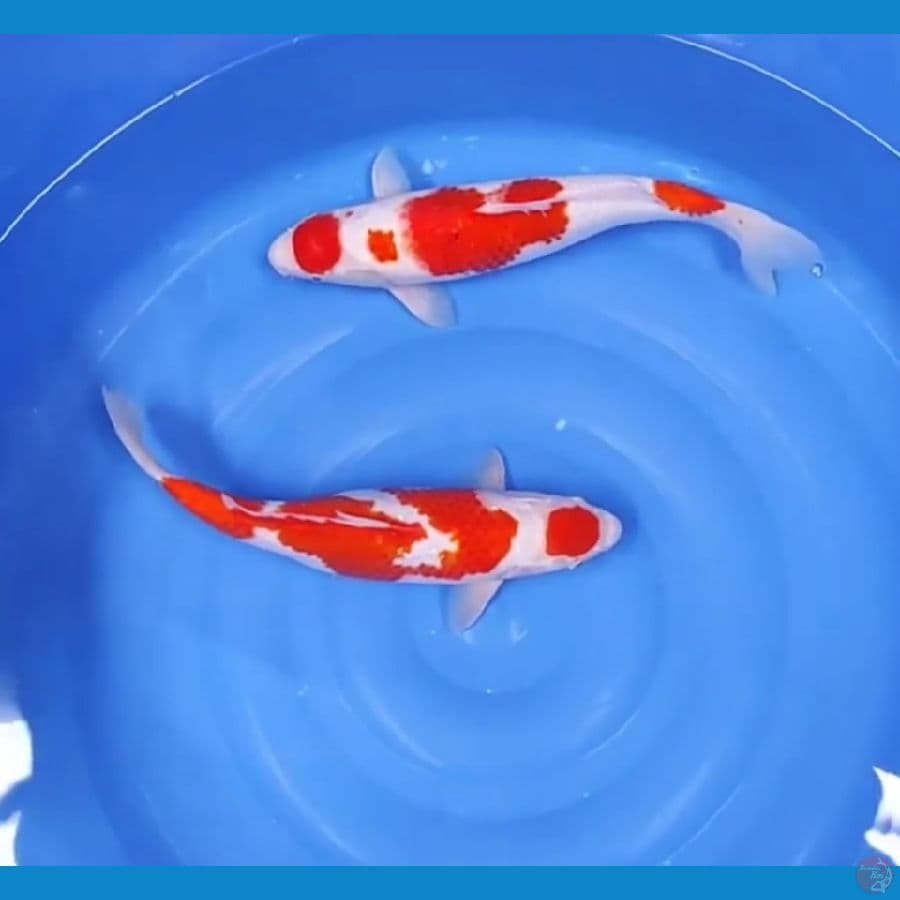 40 42 CM - MARUTEN KOHAKU