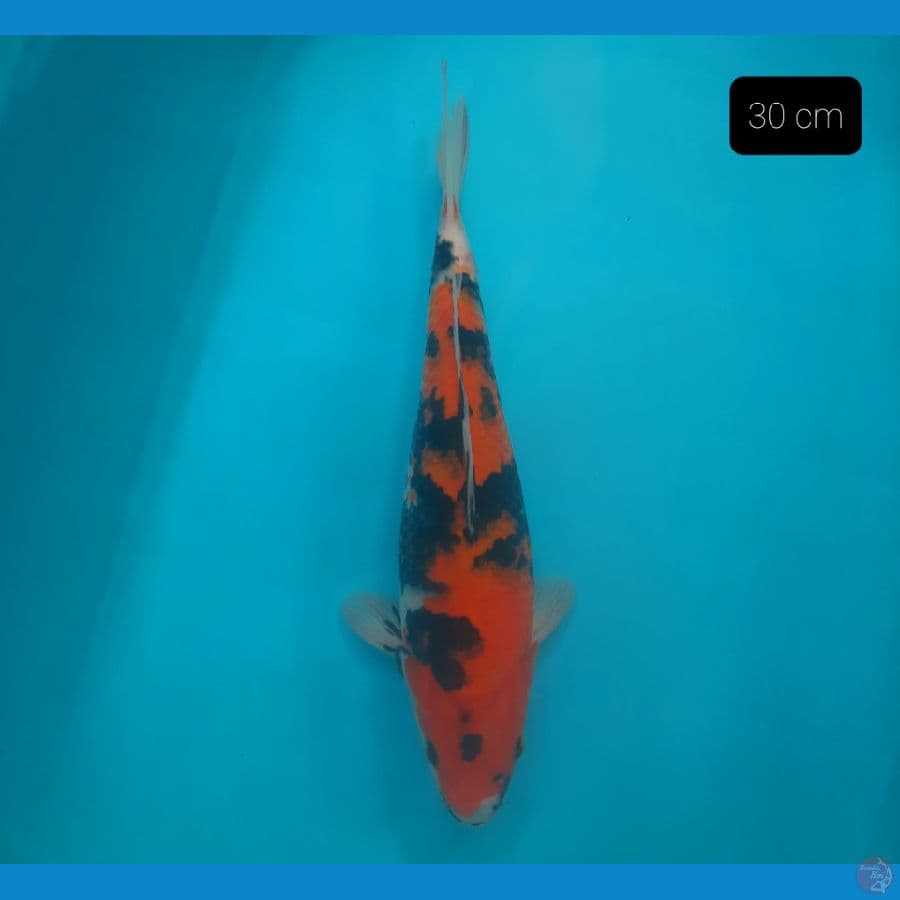 showa 30 cm