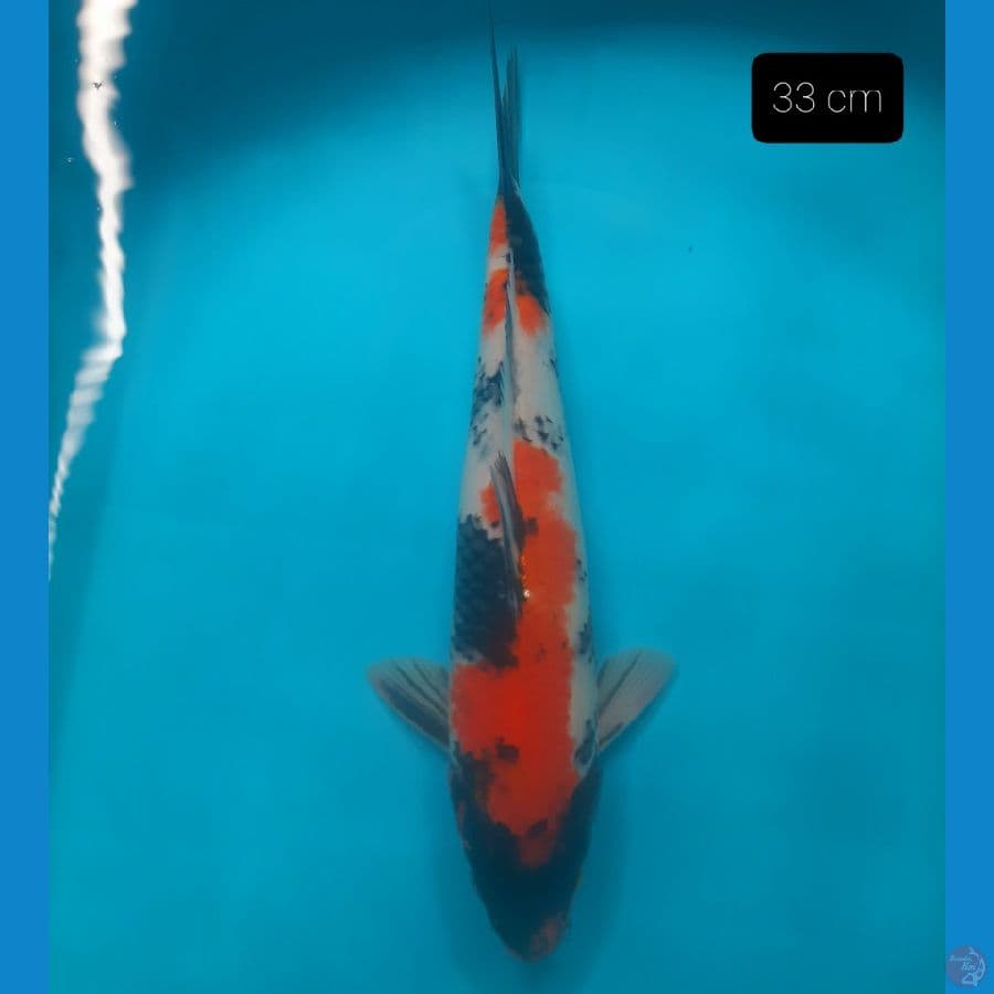 showa 33 cm