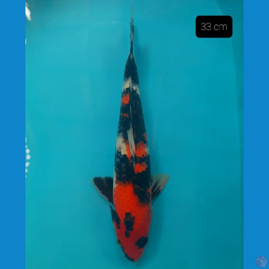 showa 33 cm