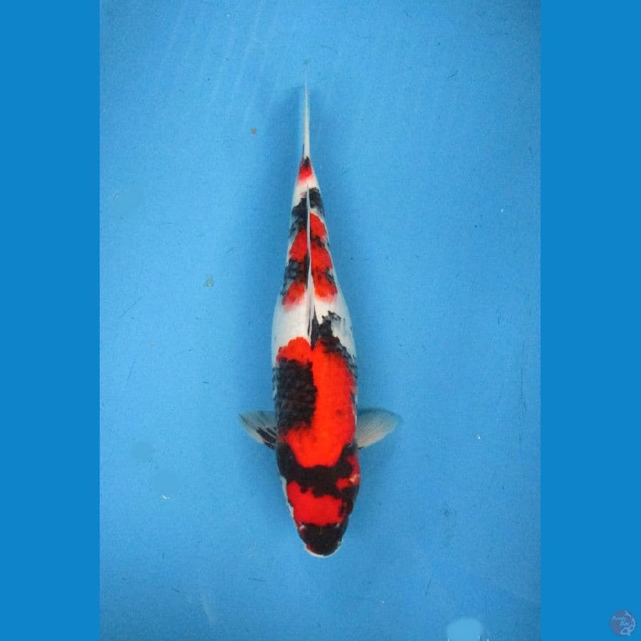 showa sansoku ±40bu