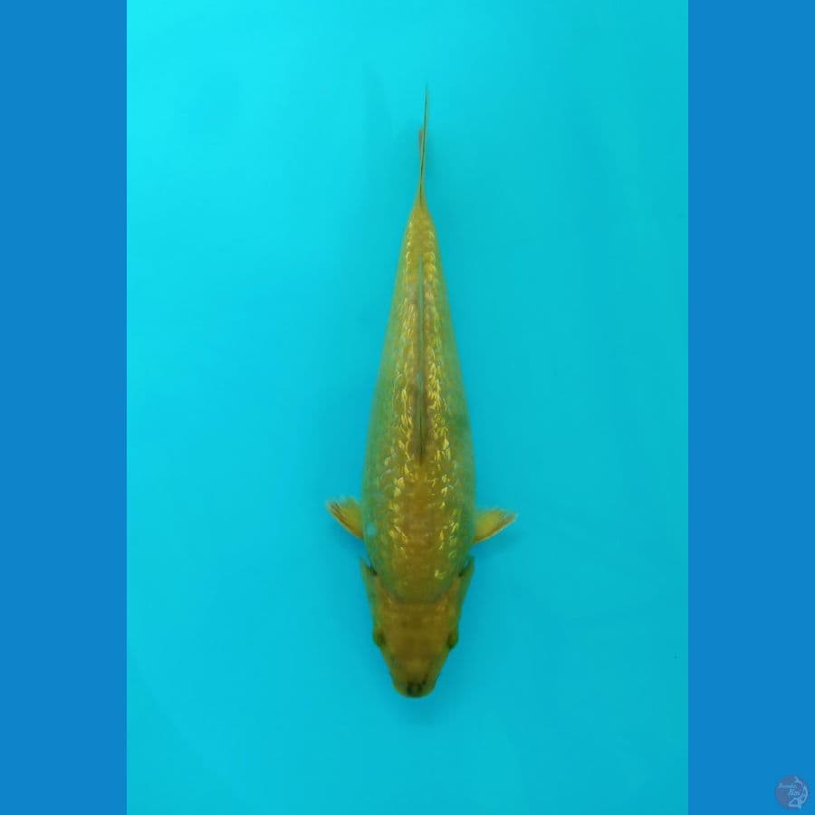 Midori Ginrin 25cm - Bulky punuk