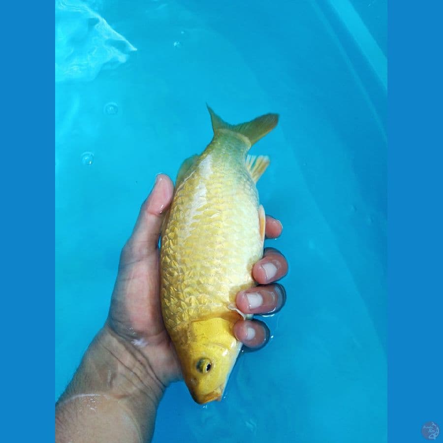 Midori Ginrin 25cm - Bulky punuk