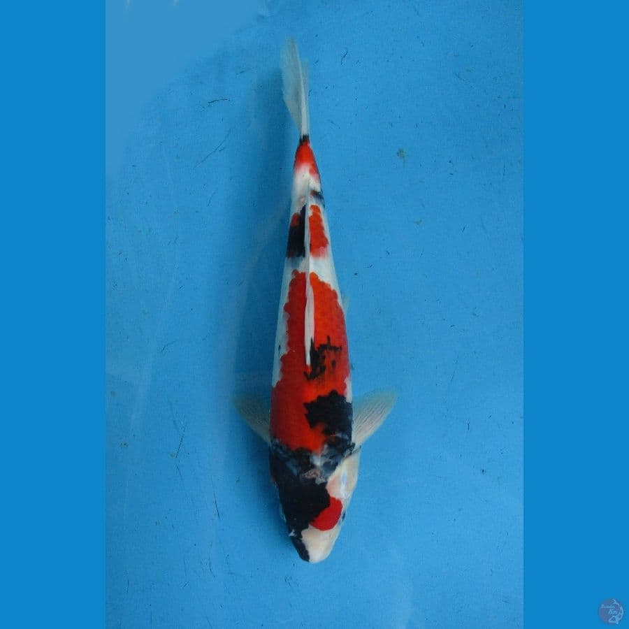 showa sansoku ±35bu