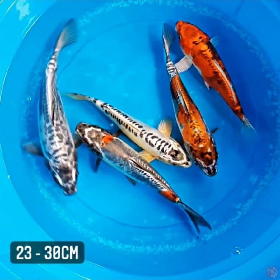 Kikokuryu