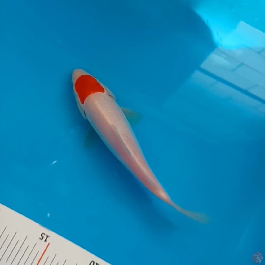 TC ORI 17 CM
