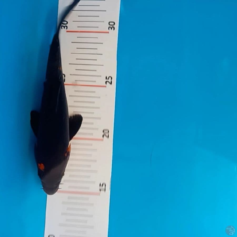 hutsuri 17 cm.