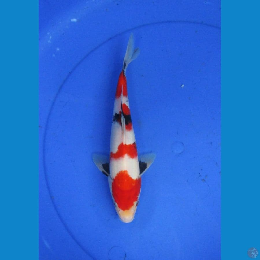 kindai showa ±28cm