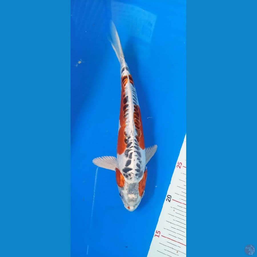 kiko antik, like shusui 27cm