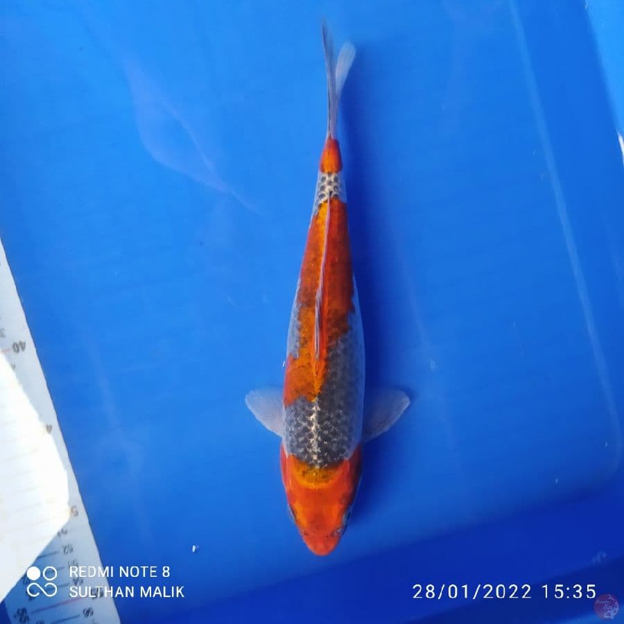 goshiki 30 cm