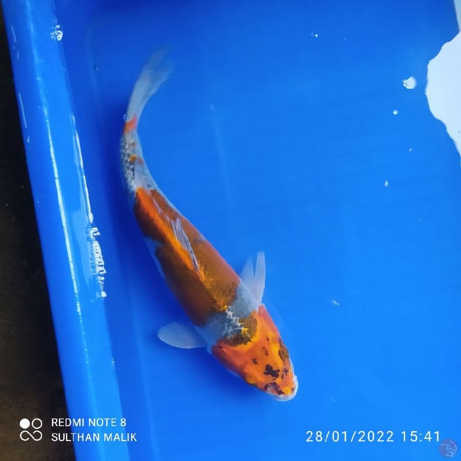 ghosiki 32 cm