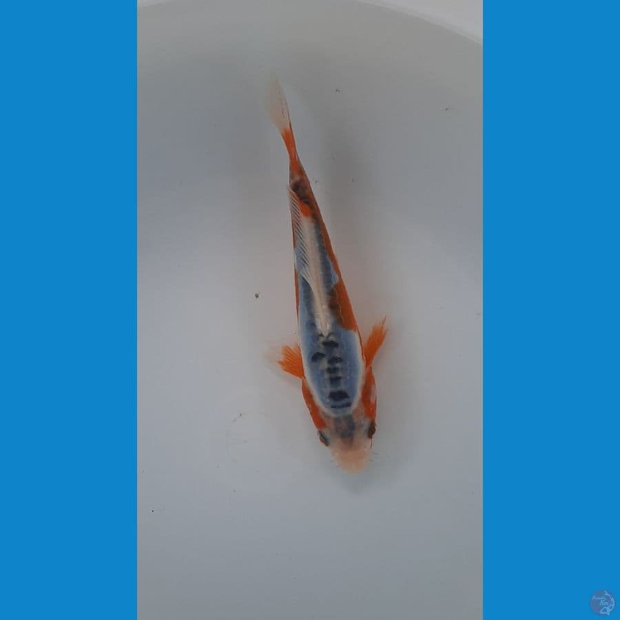 baby shusui 15cm