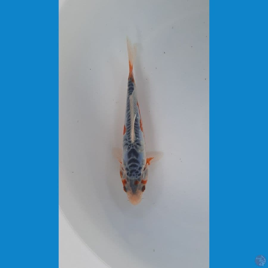 baby shusui 15cm