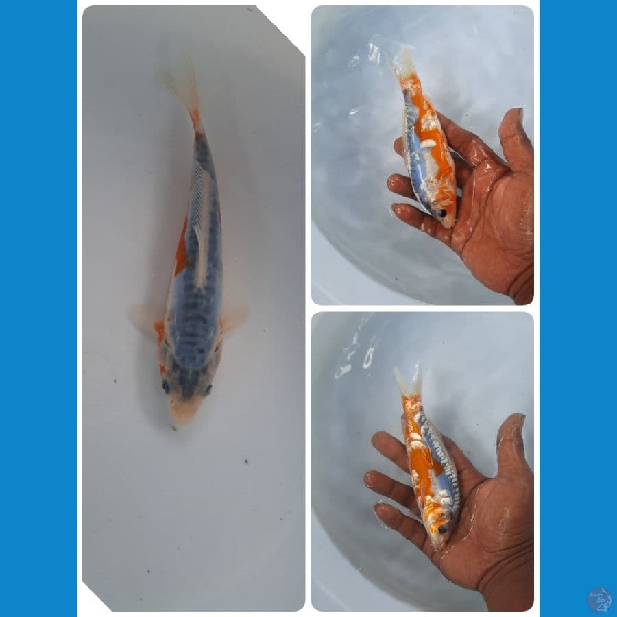 baby shusui 15cm