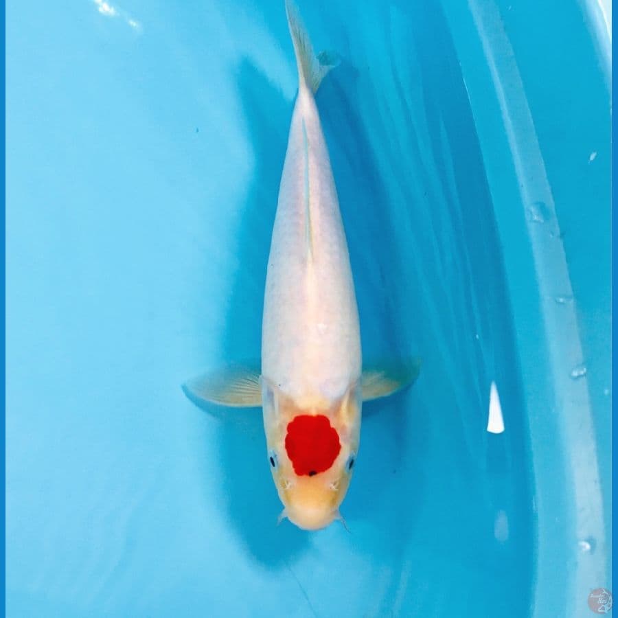 tancho ori, 33cm