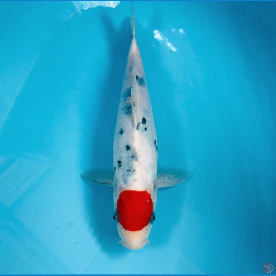tancho sanke, 31 cm