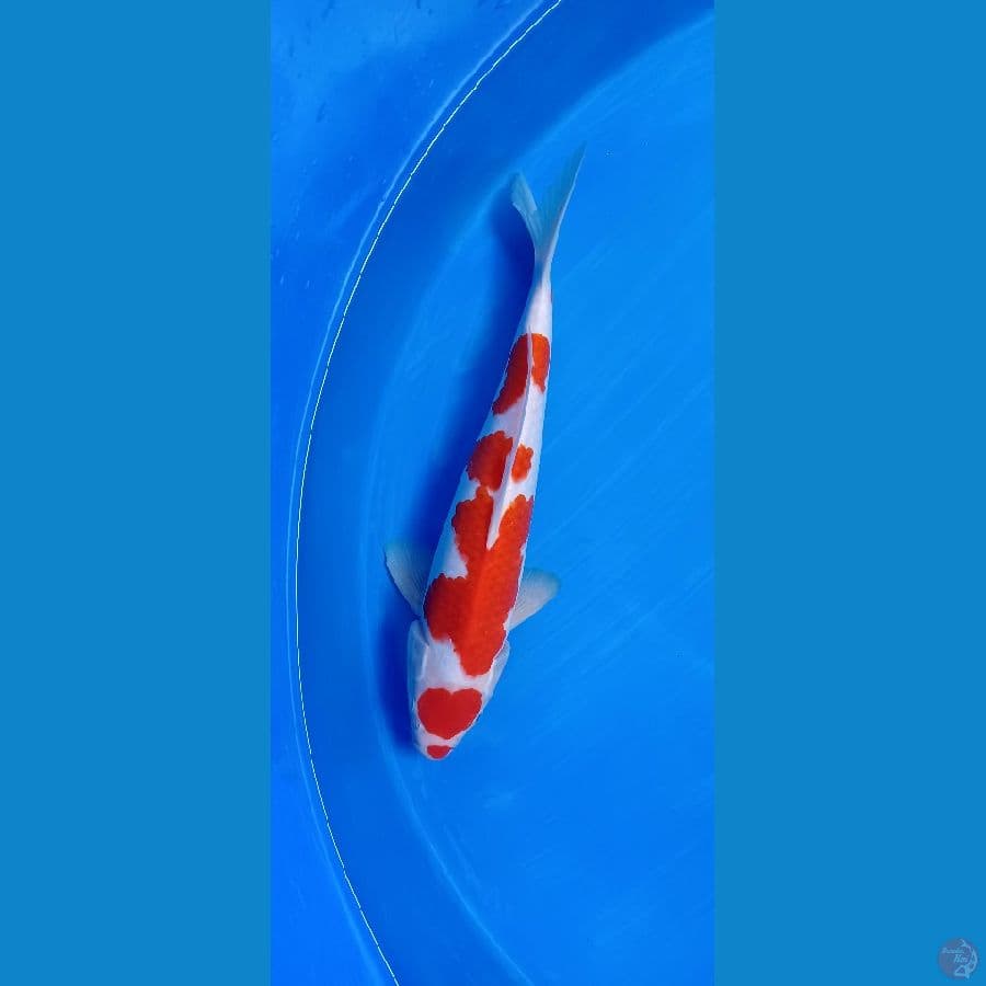 kohaku 35 cm male