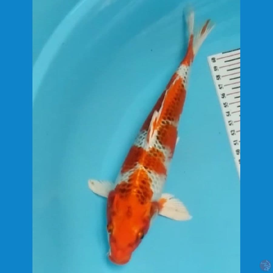 KUJAKU size 30