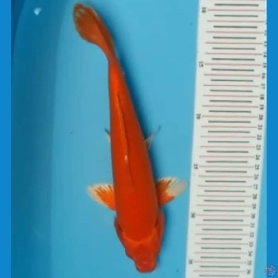 PEJINAK OGON