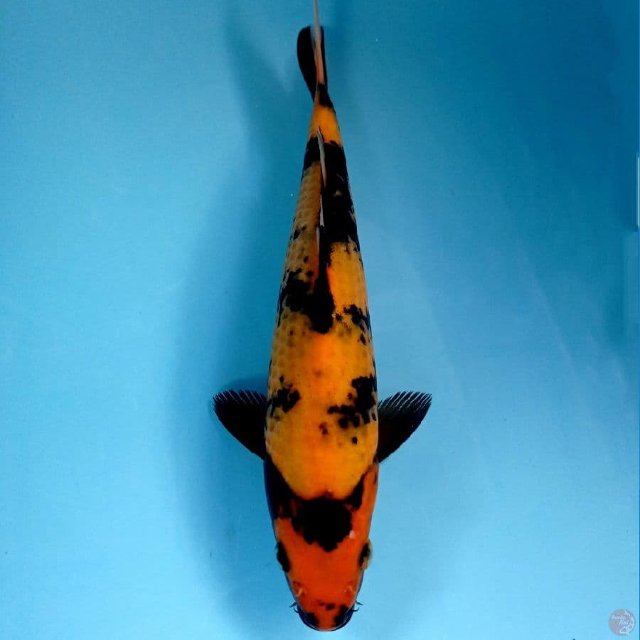 hi utsuri, 27 cm