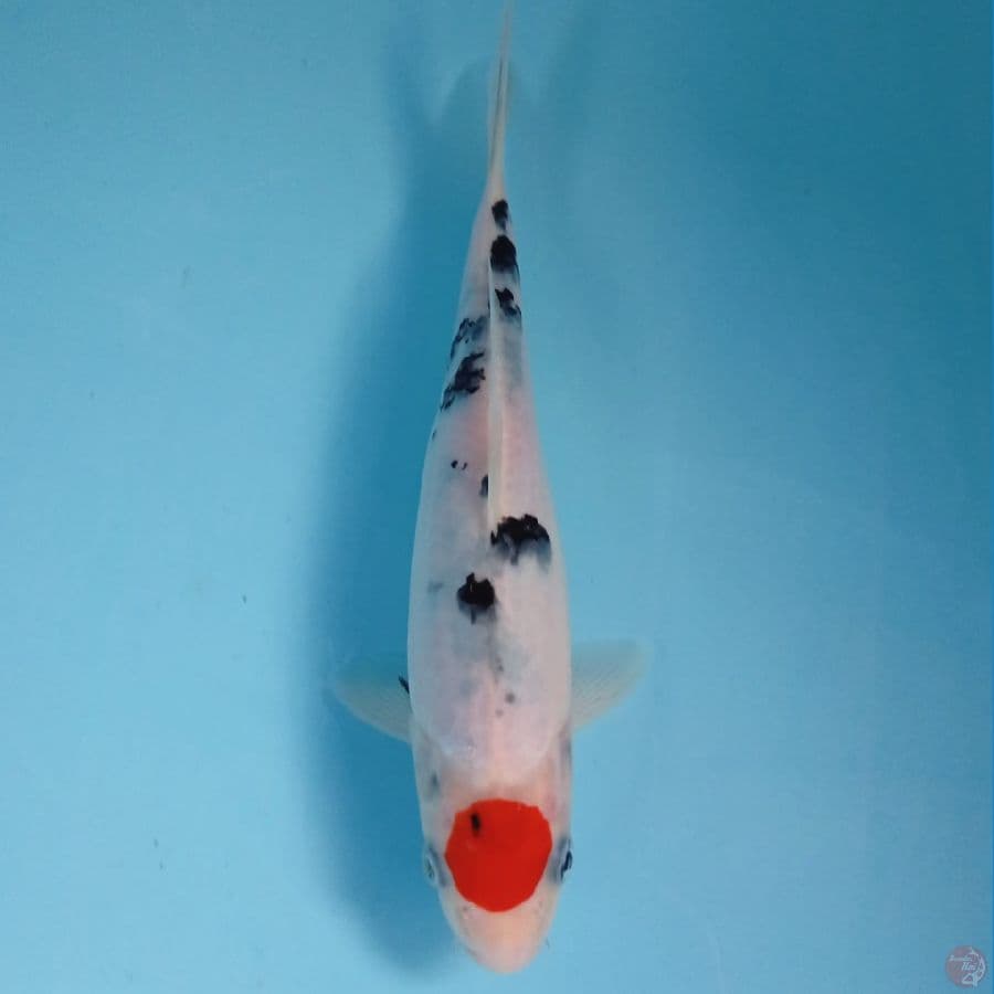 tancho sanke, 21 cm
