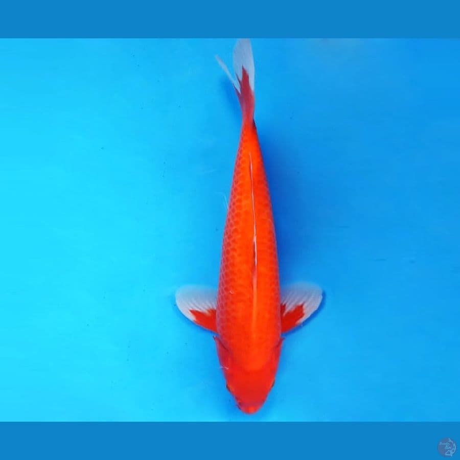 1.AKAHA JIRO 33 cm/famale