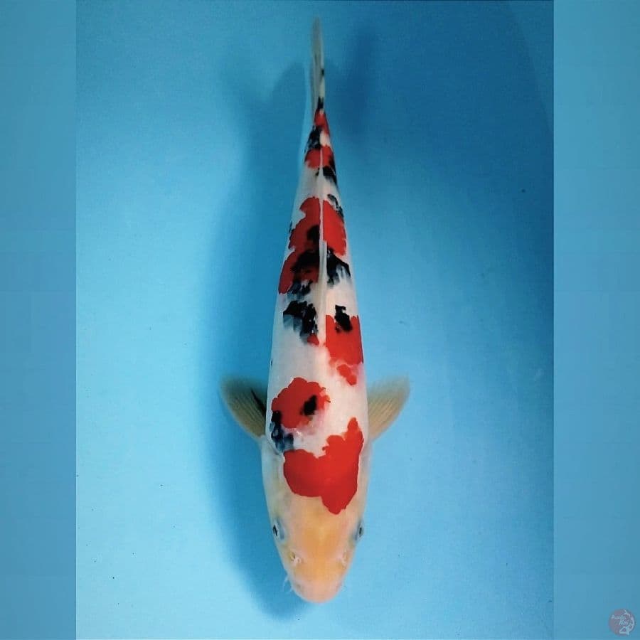 sanke, 32 cm