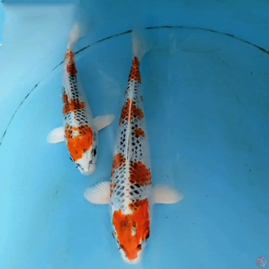 paket kujaku, 19,21 cm