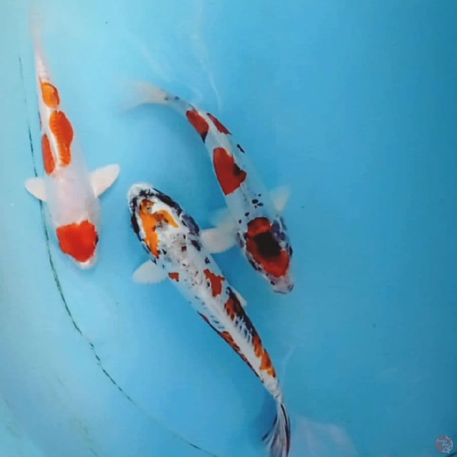 laket mix, 18-21 cm