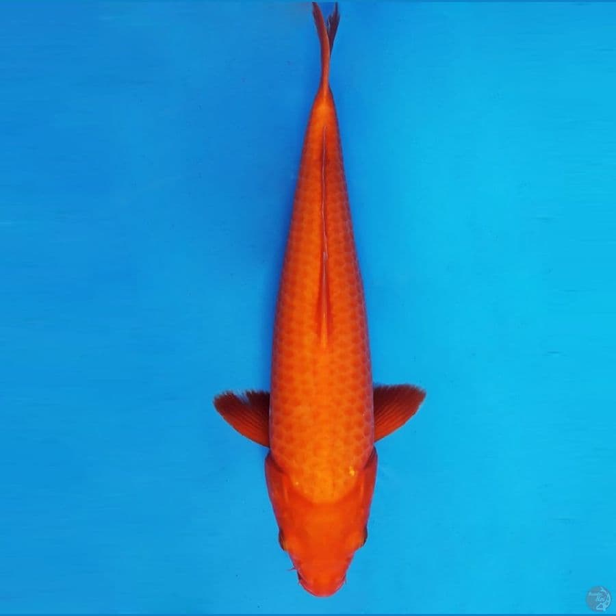 2.AKAHA JIRO 39 cm/male