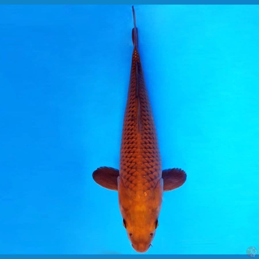 3.CHAGOI 43 cm/male