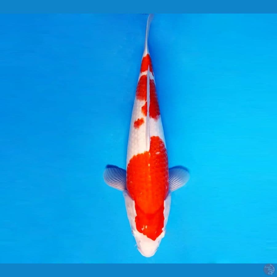 5.KOHAKU 3 STEP 37 cm/famale