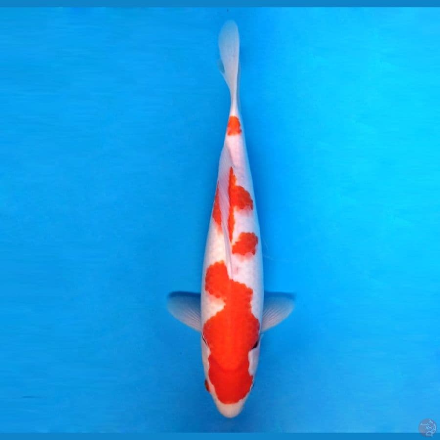 6.KOHAKU angsang kebuka dikit 33 cm/famale